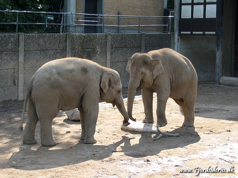 KBH zoo 190703 152.JPG